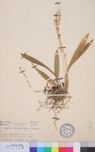 Specimen thumbnail